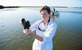 Transferable Design for Oyster-Based Shoreline Protection