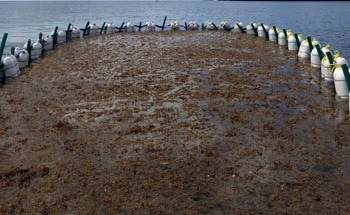 Seafields Will Develop Stationary Aquafarms Together with MacroCarbon