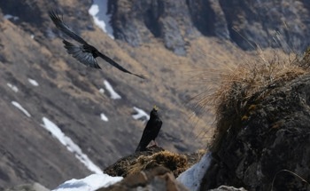 Quantifying the Influence of Ecological Barriers on Bird Community Shifts