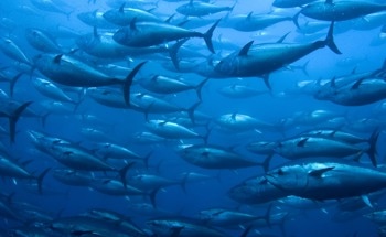 Over 90% Aquaculture at Risk to Anthropogenic Environmental Change