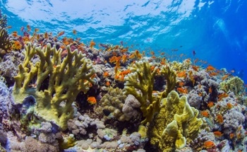 How Coral Reefs Can Survive Climate Change