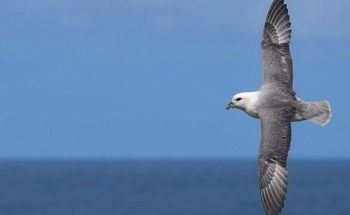 Birds at Risk of Plastic Pollution in Remote International Waters