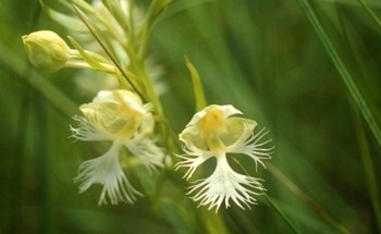 Climate Cooling Pin-Pointed As Driving Factor of Orchid Diversity