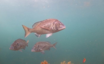 Impact of Climate Change on Marine Ecosystems