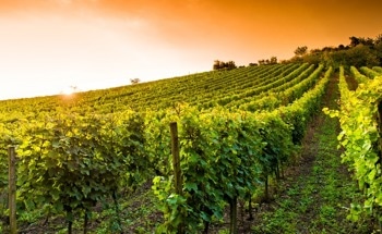 Climate Change Threatens World-Famous Vineyards