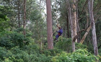 Forest Pests Pose Threat to Climate-Vulnerable Ecosystems