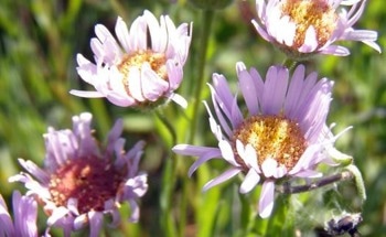 Endangered Plants and Lichens at Risk from Climate Change