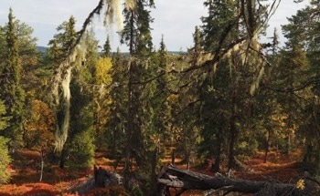 Primary Forests Offer Clues to How to Protect Forests from Drought