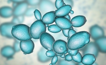 Population Dynamics of Saccharomyces cerevisiae in Biorefineries