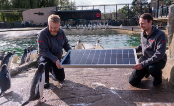 E.ON Begins Installation of UK’s Biggest Zoo-Based Solar Meadow at Edinburgh Zoo