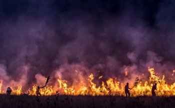 Aerosol Particles From Forest Fires Can Damage the Ozone Layer