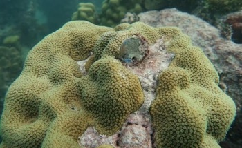 How do Corals Adapt to Environmental Changes and Pass on Resilience?