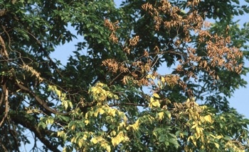 Developing New Method to Detect Tree Pathogens