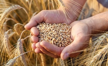 The Appeal of Biochar Carbon Sequestration for Climate Change Mitigation