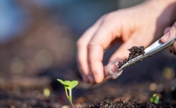 Enhancing Soil Carbon Release with Dryland Biocrusts