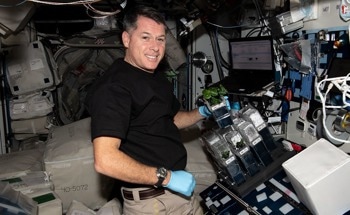 New Clues for Growing Resilient Crops Found in Space-Grown Cotton