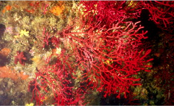 New Study Reveals the Surprising Role of Microbes in Coral Survivability