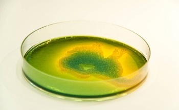 Climate Change Triggers Microbial Menace in Warming Seas