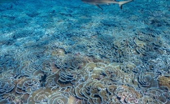 The Surprising Link to Global Carbon Pollution Revealed