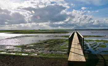 Restored Wetland Emits Unexpected Levels of Greenhouse Gas