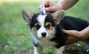 How to Minimize Pet's Contribution to Water Pollution