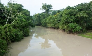 Deforestation Emerges as Major Culprit in Global Mercury Emissions