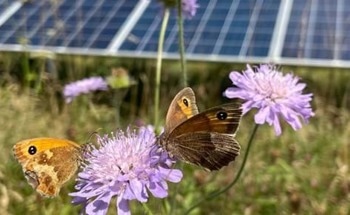 UK Solar Parks Provide Essential Resources to Avert Bee and Butterfly Decline