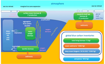 Examining Polar Blue Carbon in Ecosystems with SEA-Quester