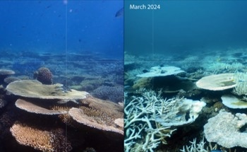Research Unveils Complexities of Deep Coral Reef Warming