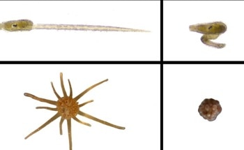 Plastic Pellets Cause Deformities in Ocean Animal Embryos