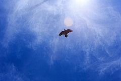 Land Use Change Blamed for Up to 11 % Global Biodiversity Decline