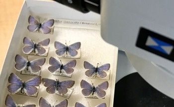 The Impact of Climate Change on Pollination