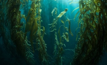 The Role of Seaweed in Oceanic Carbon Sequestration