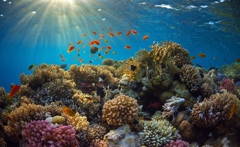 Significant Breakthrough in Coral Reef Monitoring
