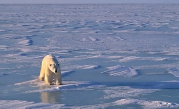 Global Warming Threatens Hudson Bay Polar Bears with Longer Ice-Free Periods