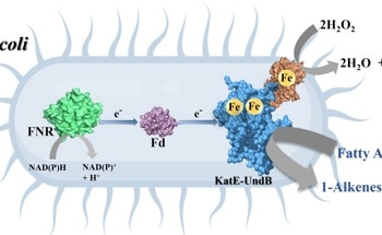 Engineered E. coli Produces Biofuels from Fatty Acids