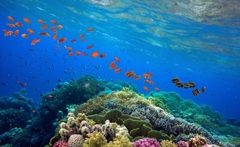 Ocean Acidification Simplifies Coral Reefs, Harming Fish Habitat
