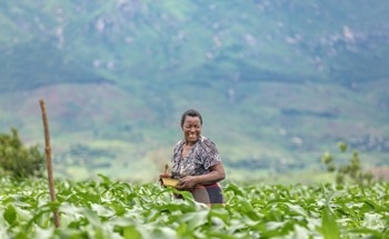 New US$53 Million Agricultural Development Programme Launched in Malawi to Combat Food Insecurity