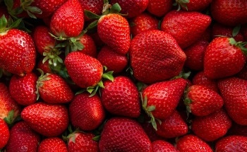 Impact of Rising Temperatures on California’s Strawberries