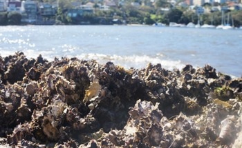 Acoustic Pollution Disrupts Critical Oyster Behaviors