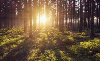 Research Finds Integrated Forest Restoration Plans Most Beneficial