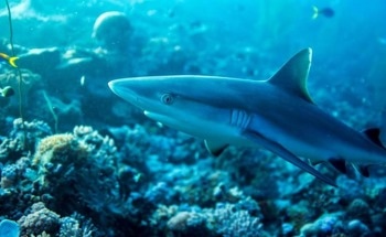 Climate Change Pushes Sharks Away from Coral Reefs
