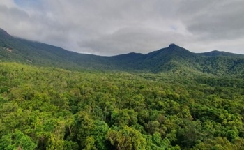 Air Pollution Reduces Carbon Sequestration in Tropical Ecosystems