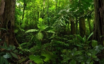 Impact of Ground-Level Ozone on Tropical Forest Productivity