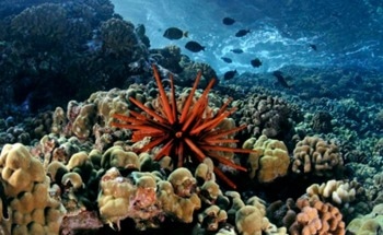 Coral Species Show Resilience to Ocean Warming and Acidification