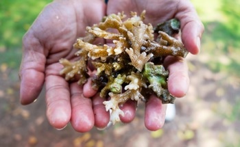 Coral Resilience: How Ocean Acidification Affects Recovery