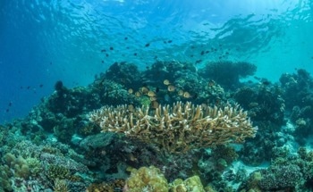 Plenty More Fish in the Sea?