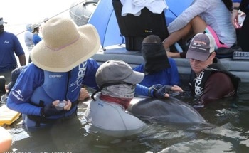 Dolphin Breath Contains Microplastics, Study Finds