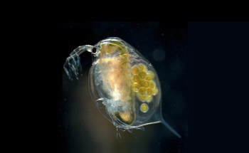 Microplastics and PFAS Harm Aquatic Life