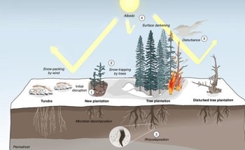 High-Latitude Tree Planting May Speed Up Global Warming